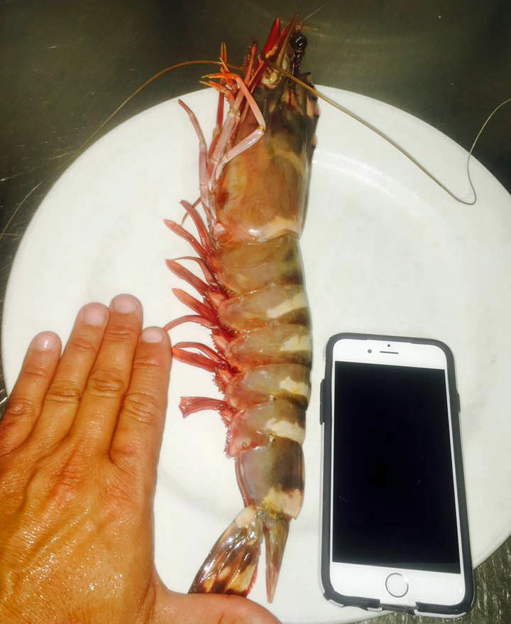 Mediterranean Gambas are Huge!