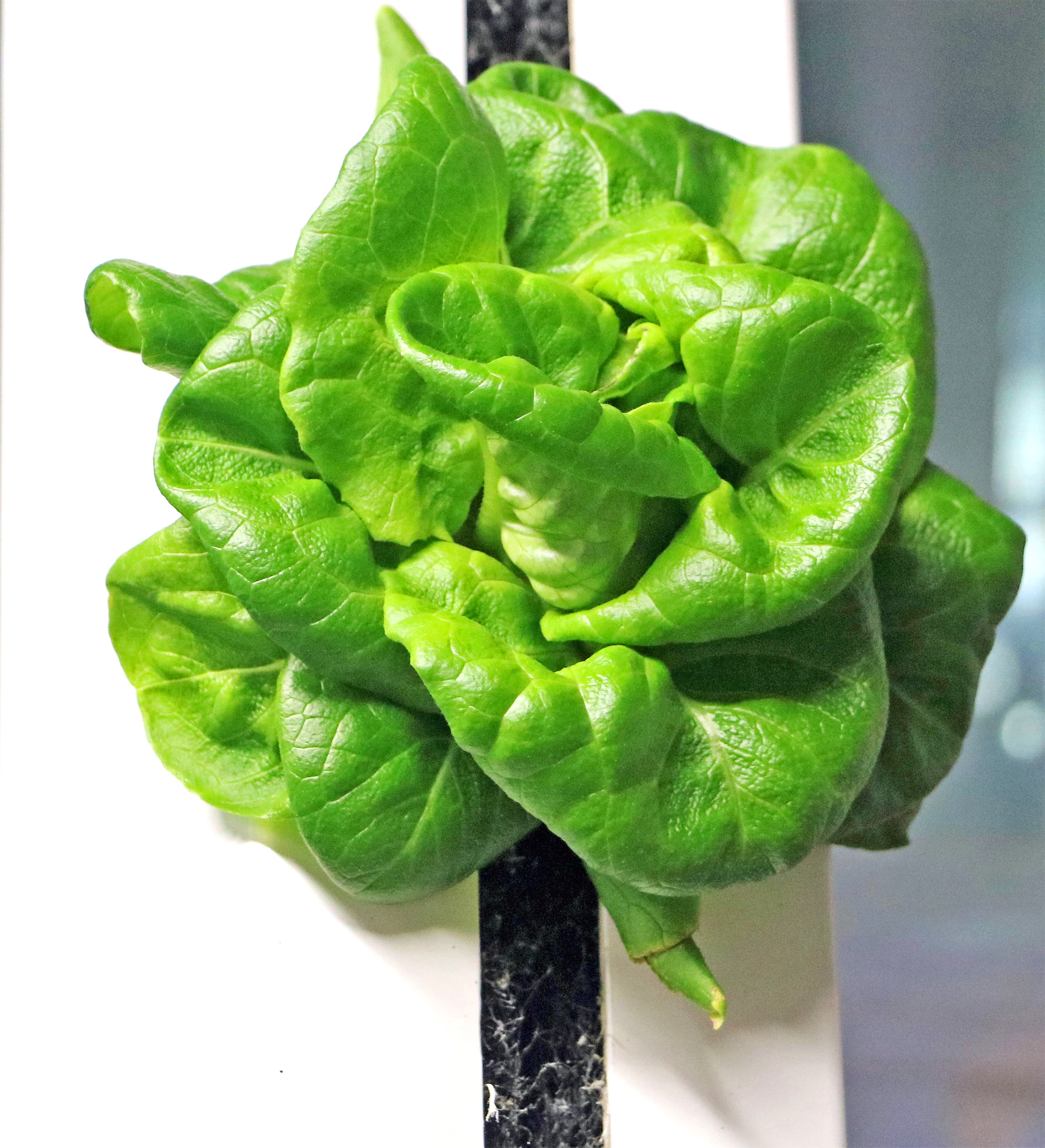 Rex Lettuce