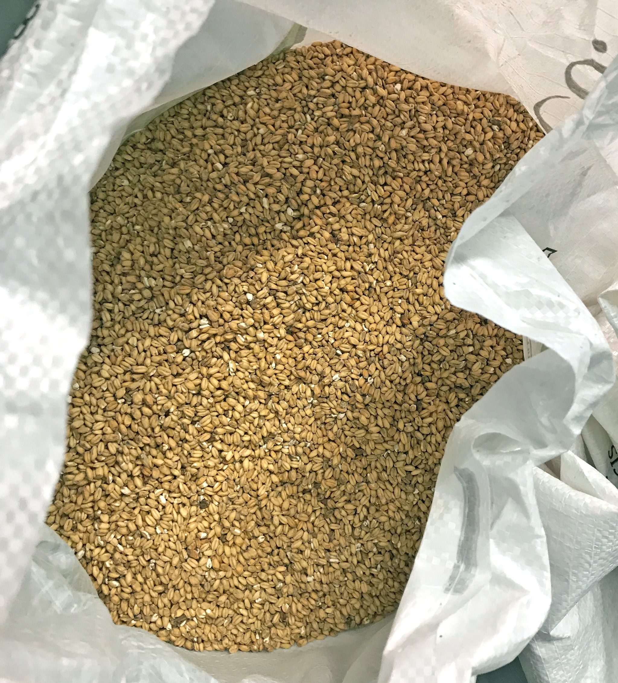 Wheat malt - a little crunchier