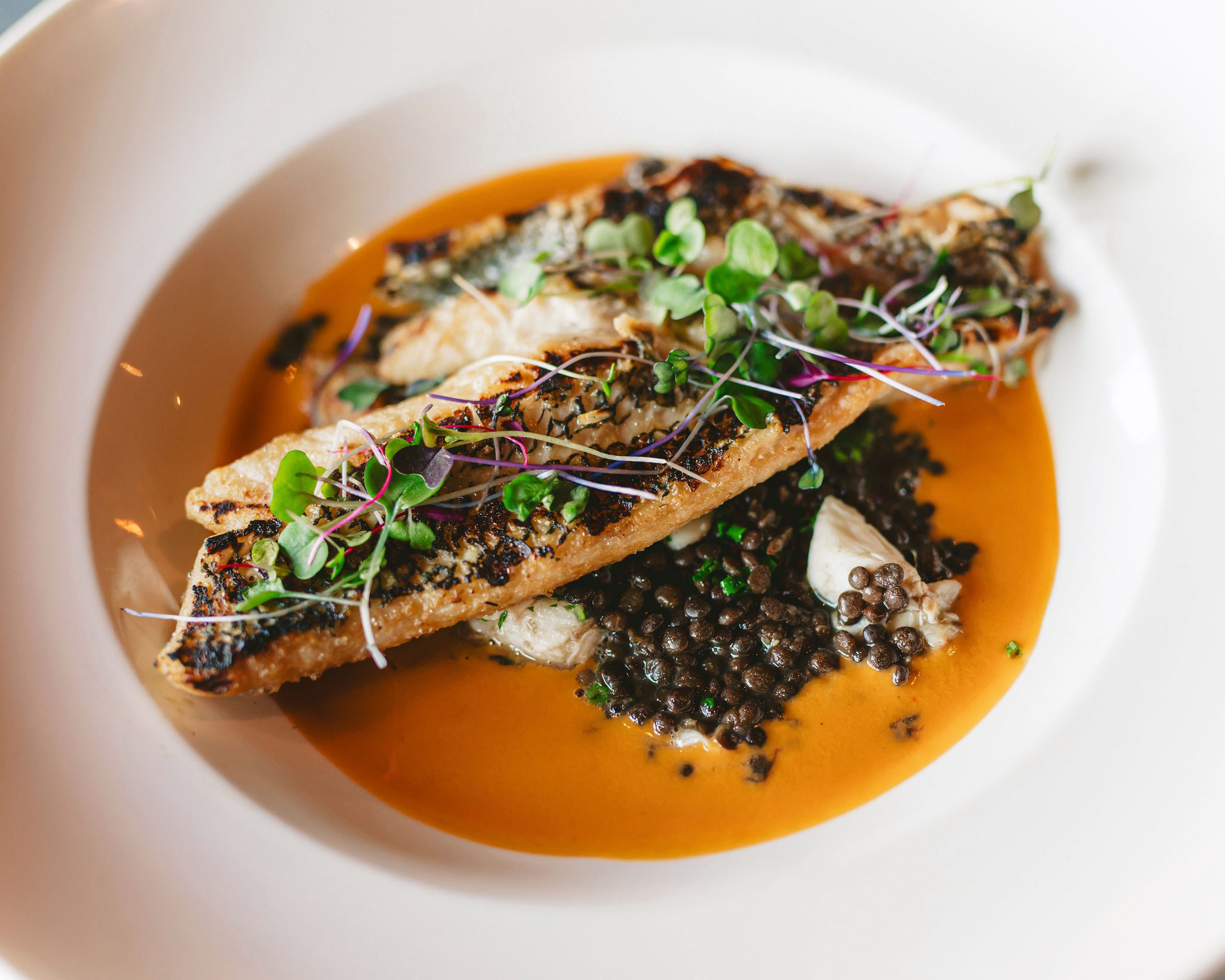 Grilled Black Grouper - Beluga Lentils, Colossal Crab Meat, Coconut Curry